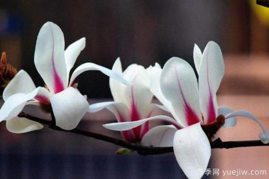 盆栽玉兰花的养殖方法(图2)