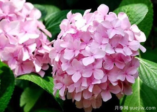 绣球花有哪些品种，绣球花品种图片大全(图13)