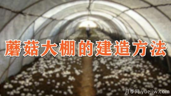 蘑菇大棚的建造方法(图1)