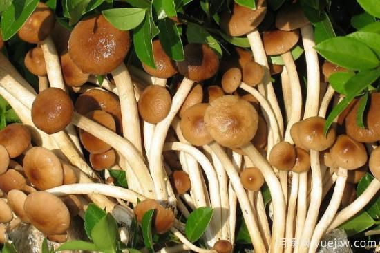 食用菌菇类十大排名 可食用菌类大全(图4)
