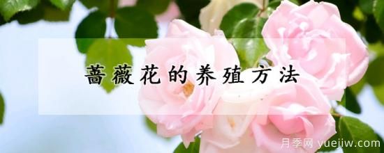 蔷薇花的养殖方法(图1) 蔷薇花的养殖方法(图1)