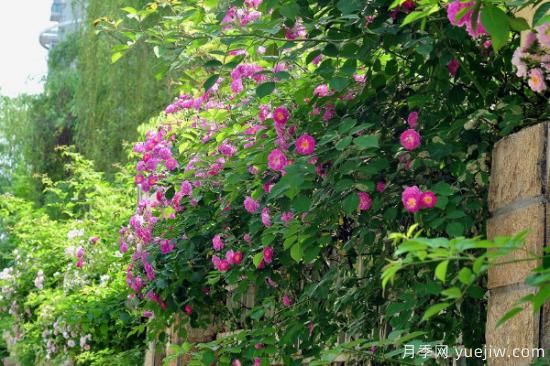 蔷薇扦插最简单方法 蔷薇花怎么扦插(图4) 蔷薇扦插最简单方法 蔷薇花怎么扦插(图4)