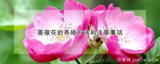 蔷薇花的养殖方法和注意事项(图1)