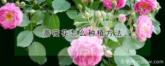 蔷薇花怎么种植方法(图1) 蔷薇花怎么种植方法(图1)