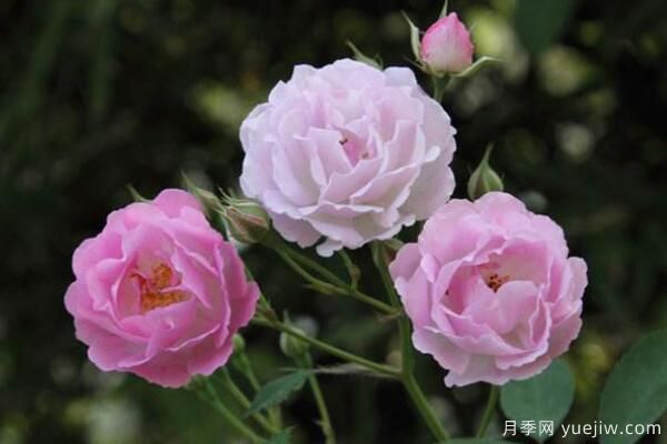 蔷薇花剪枝可以插活么(图2) 月季花剪枝能插活吗 扦插基质和土壤选择(图1)