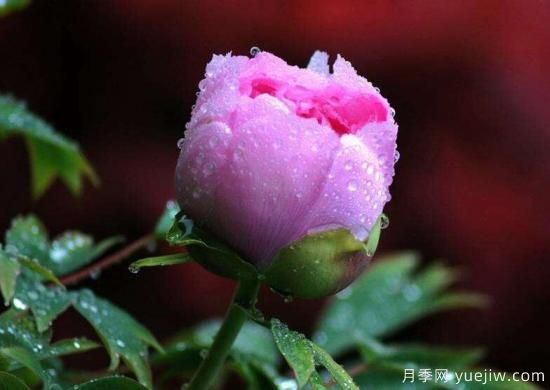 牡丹花语大全,各种颜色牡丹花语大全介绍(图2) 牡丹花的花语 不同搭配牡丹花的寓意(图1)