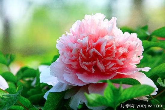 牡丹品种大全介绍 常见的牡丹种类(图1) 常见的牡丹品种介绍(图1)