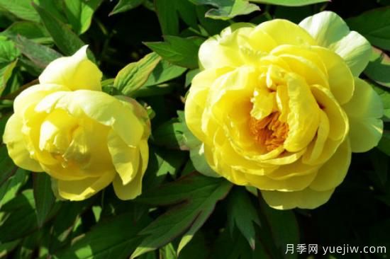 牡丹品种大全介绍 常见的牡丹种类(图3) 常见的牡丹品种介绍(图3)