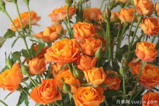 果汁玫瑰的养殖方法和注意事项(图2) 果汁阳台玫瑰的养殖方法和注意事项(图1)