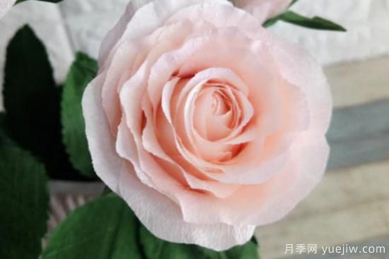 玫瑰花什么样子的,有什么特点(图2) 玫瑰花的形态特征和生长习性(图1)