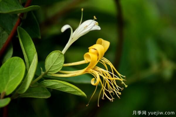 金银花施肥方法大全,金银花四季施肥要点(图1) 金银花四季施肥要点(图1)