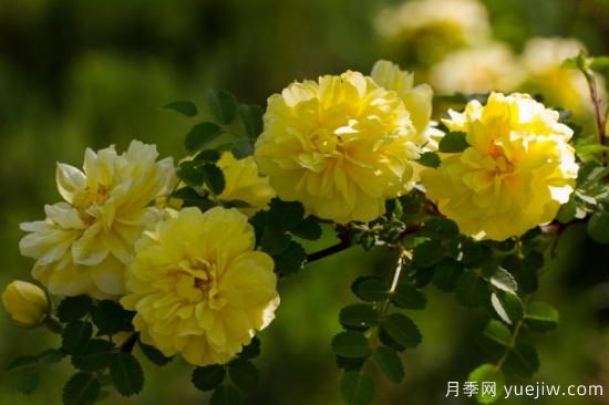 蔷薇有哪些含义(图2)