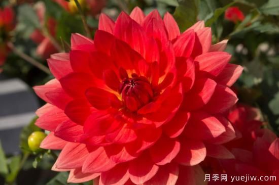 冬季花卉怎么养护(图2) 冬季花卉养护方法(图1)