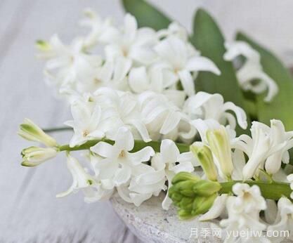 风信子花语大全,不同的颜色不同的含义(图2) 不同颜色的风信子花语(图1)