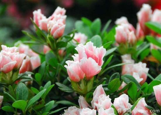 杜鹃花有哪些常见品种,杜鹃花品种图片大全(图6) 杜鹃花有哪些常见品种?杜鹃花品种图片大全(图4)