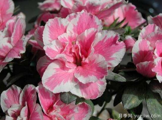 杜鹃花有哪些常见品种,杜鹃花品种图片大全(图7) 杜鹃花有哪些常见品种?杜鹃花品种图片大全(图5)
