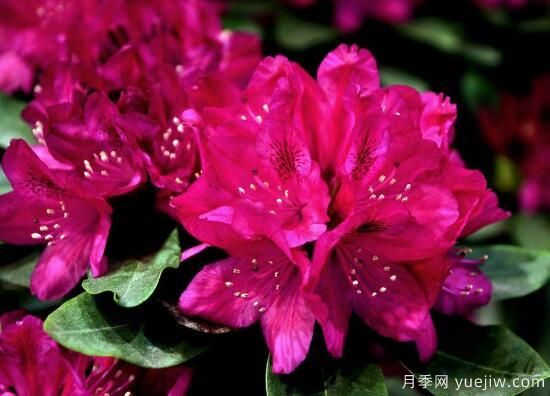 杜鹃花有哪些常见品种,杜鹃花品种图片大全(图4) 杜鹃花有哪些常见品种?杜鹃花品种图片大全(图2)