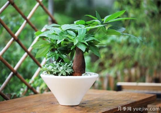 发财树几天浇一次水,发财树浇水方法(图1) 发财树几天浇一次水,浇水方法(图1)