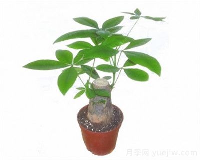 发财树嫁接繁殖方法(图1) 发财树嫁接繁殖方法(图1)