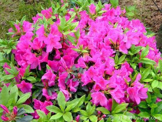 杜鹃花有哪些常见品种,杜鹃花品种图片大全(图5) 杜鹃花有哪些常见品种?杜鹃花品种图片大全(图3)