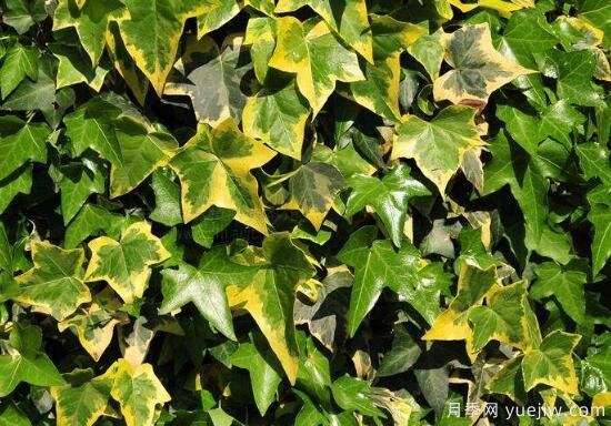 常春藤有哪些品种,常春藤品种图片大全(图3) 常春藤有哪些常见品种?常春藤品种图片大全(图2)
