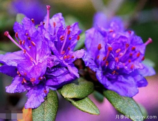 杜鹃花十大最美品种(图6)