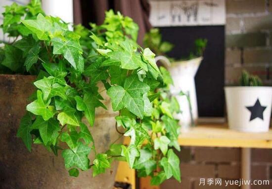 常春藤有哪些品种,常春藤品种图片大全(图1) 常春藤有哪些常见品种?常春藤品种图片大全(图1)