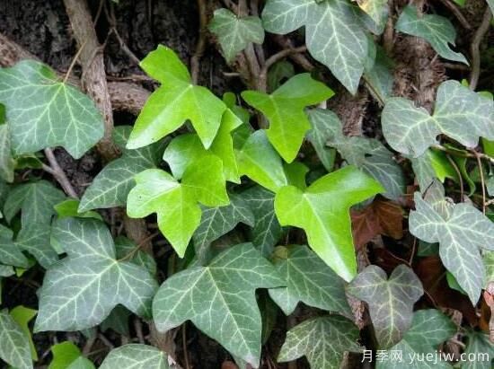 常春藤有哪些品种,常春藤品种图片大全(图8) 常春藤有哪些常见品种?常春藤品种图片大全(图6)