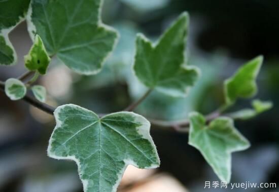 常春藤有哪些品种,常春藤品种图片大全(图6) 常春藤有哪些常见品种?常春藤品种图片大全(图4)