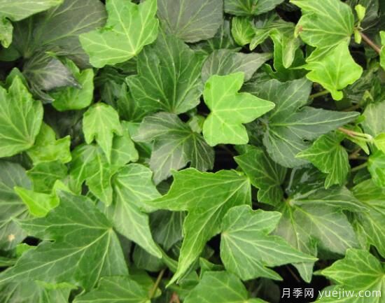 常春藤有哪些品种,常春藤品种图片大全(图7) 常春藤有哪些常见品种?常春藤品种图片大全(图5)