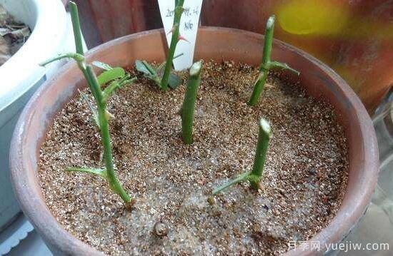 月季什么时候扦插最好,月季花的扦插方法(图7) 月季扦插时间和扦插方法与养护过程(图3)