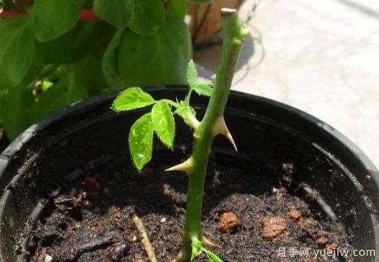 月季什么时候扦插最好,月季花的扦插方法(图1) 月季扦插时间和扦插方法与养护过程(图1)