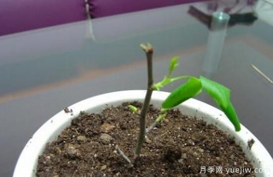 月季什么时候扦插最好,月季花的扦插方法(图5) 月季扦插时间和扦插方法与养护过程(图2)