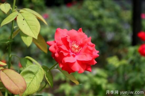 五月开什么花(图3) 五月哪些花朵开放(图1)