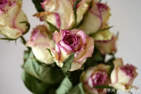 玫瑰怎么做干花(图2) 玫瑰如何制作干花(图1)