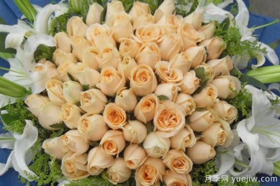 香槟玫瑰花语(图2) 香槟玫瑰有哪些含义花语(图1)