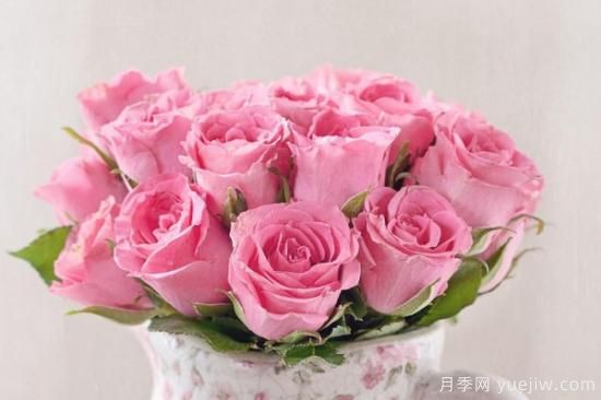 粉色玫瑰花有哪些寓意(图1)