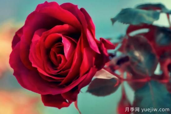 一朵玫瑰花代表什么(图2) 一朵玫瑰花有哪些含义(图1)