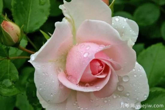 玫瑰有哪些寓意花语(图1)