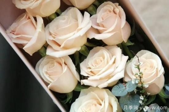 11朵玫瑰代表什么意思(图3) 11朵玫瑰有哪些含义(图1)