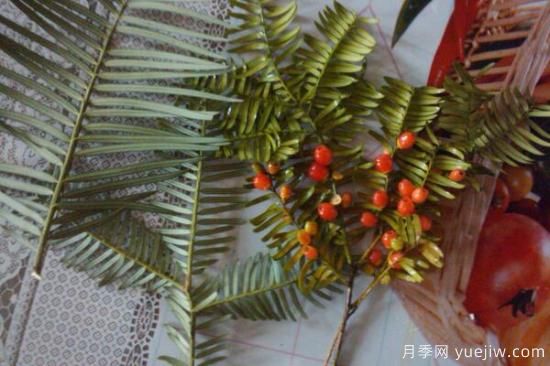 红豆杉怎么移栽,最关键的4步(图2) 红豆杉移栽方法和移栽注意事项(图1)