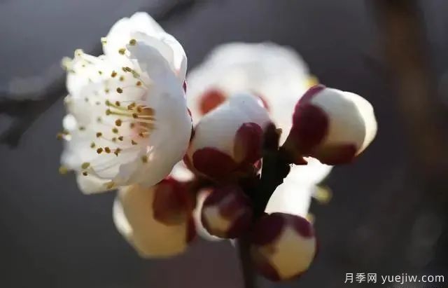 秋天不能修剪的七种花卉,容易剪掉花芽不开花!(图4) 秋天不能修剪的七种花卉,容易剪掉花芽不开花!(图4)