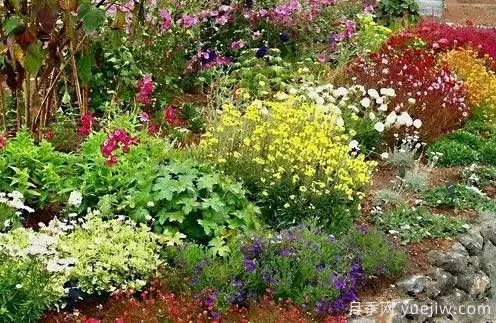 庭院设计与植物搭配的6大风格和30种玩法(图21) 庭院设计与植物搭配的6大风格和30种玩法(图21)