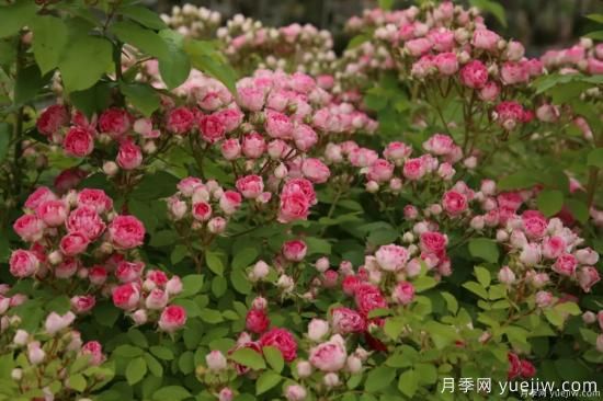 什么样的月季比较耐阴？教你最基本的选择技巧(图3)