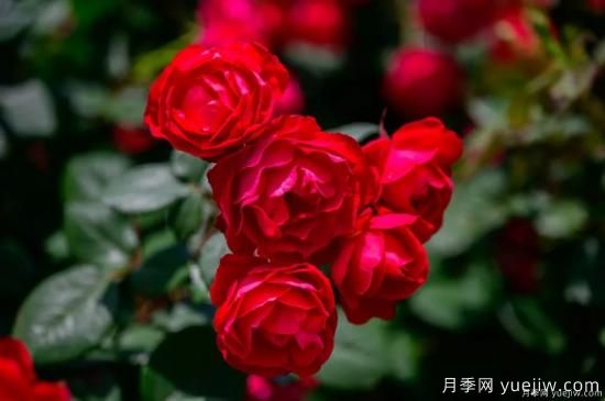 什么样的月季比较耐阴？教你最基本的选择技巧(图7)