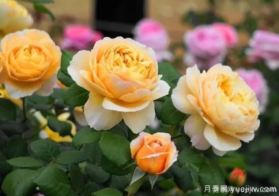 什么样的月季比较耐阴？教你最基本的选择技巧(图8)