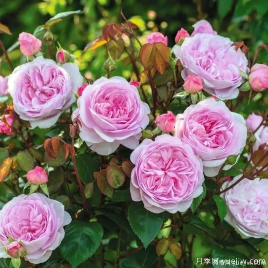什么样的月季比较耐阴？教你最基本的选择技巧(图10)