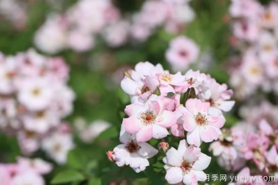 什么样的月季比较耐阴？教你最基本的选择技巧(图9)