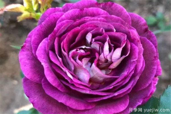 推荐10种精致好看的月季花品种(图6) 推荐10种精致好看的月季花品种(图6)