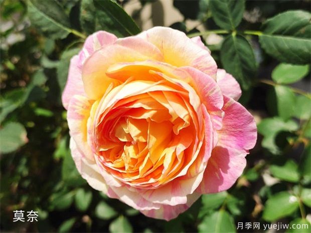 推荐6个耐热耐晒的经典月季品种(图2) 推荐6个耐热耐晒的经典月季品种(图2)